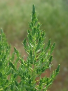 Greasewood (Sarcobatus vermiculatus)